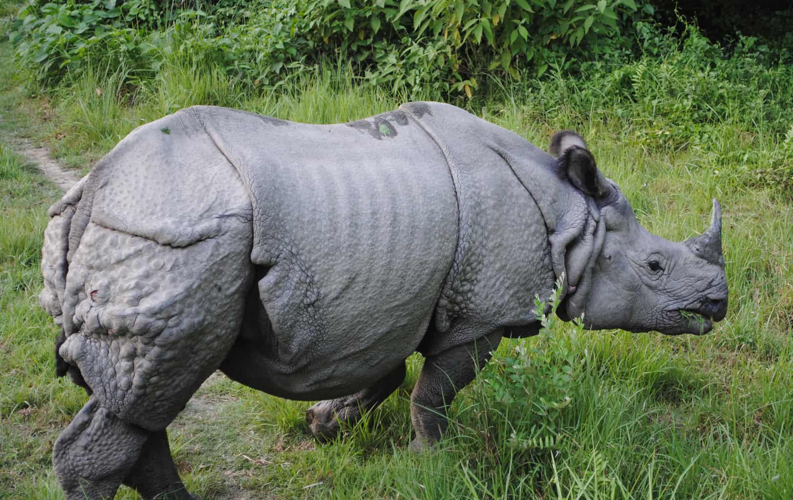 Rhino